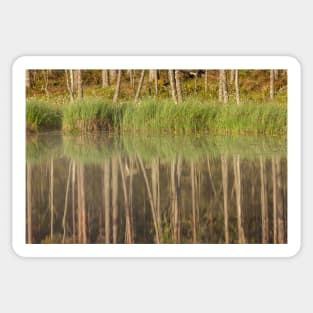 Forest reflecting to small lake at summer morning Sticker